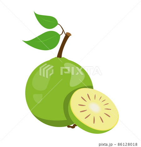 Bael tropical fruit vector isolated. Exotic plant 86128018