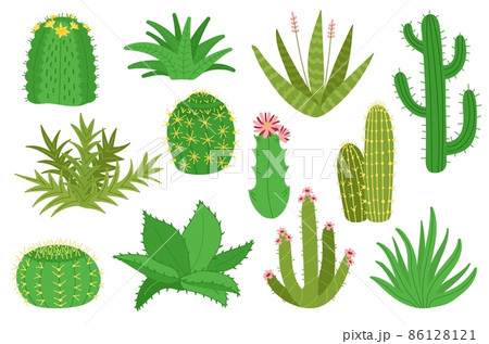 Cacti collection. Cactus plants, isolated mexican desert decorative succulents for home gardening. Cartoon house garden elements with flower, decent vector kit 86128121