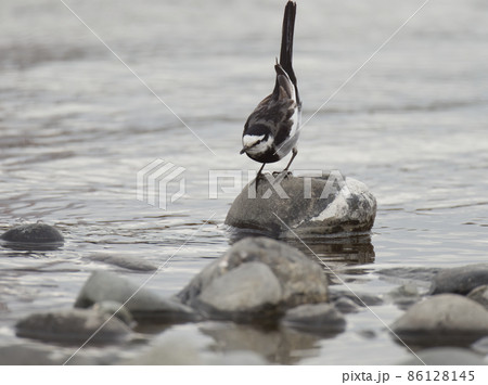 川の中の小石に乗って尾を持ち上げるハクセキレイ 86128145