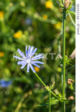 One blue chicory flower with unfocused blooming meadow background One blue chicory flower with unfocused blooming meadow background 86128286