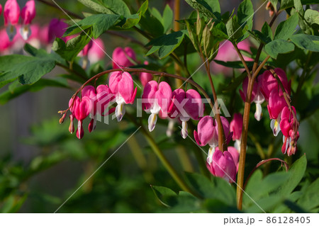 Dicentra flower heart shaped flowers. flowering plant in springtime garden Dicentra flower heart shaped flowers. flowering plant in springtime garden 86128405