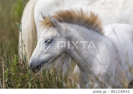 White wild horses, Parc Naturel regional de Camargue, Provence, France 86128842