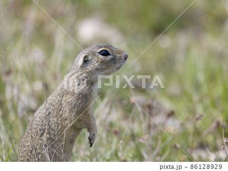 Ground squirrel colony, national natural monuments Radouc, Mlada Boleslav, Czech Republic Ground squirrel colony, national natural monuments Radouc, Mlada Boleslav, Czech Republic 86128929