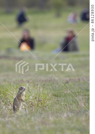 Ground squirrel colony, national natural monuments Radouc, Mlada Boleslav, Czech Republic Ground squirrel colony, national natural monuments Radouc, Mlada Boleslav, Czech Republic 86128930