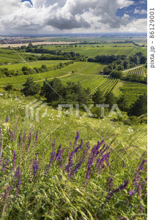 Vineyard near Velke Bilovice, Southern Moravia, Czech Republic 86129001