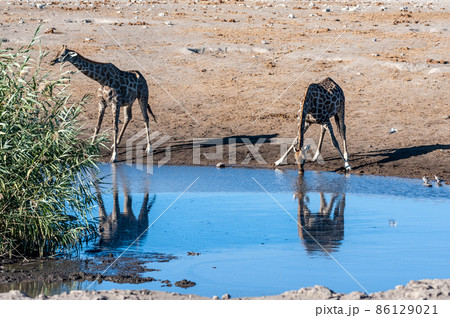 Giraffes in Etosha National Park 86129021