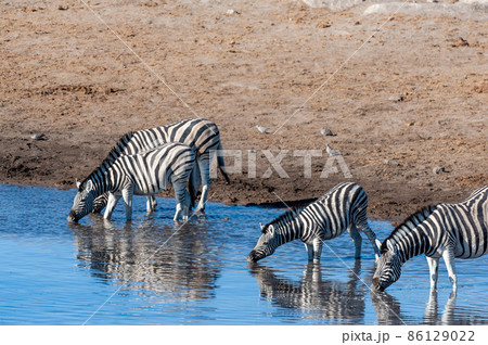 Zebras in Etosha National Park. 86129022