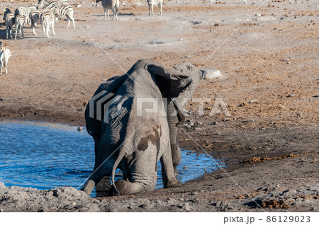 Two Male Elephants Fighting each other Two Male Elephants Fighting each other 86129023
