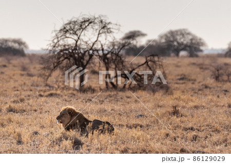 Male lion resting on a plain 86129029