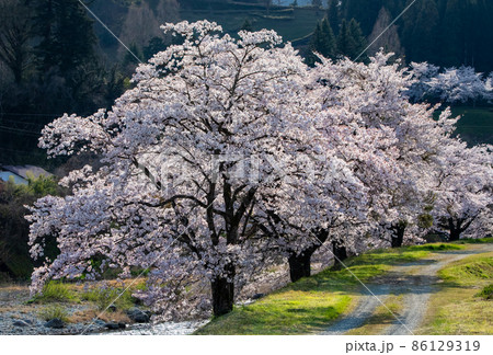 匹見町の河岸にソメイヨシノが豪華に咲いています。前景から奥まで桜並木が続きます。島根県 匹見町の河岸にソメイヨシノが豪華に咲いています。前景から奥まで桜並木が続きます。島根県 86129319