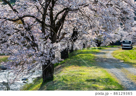 匹見町の河岸にソメイヨシノが豪華に咲いています。前景から奥まで桜並木が続きます。島根県 匹見町の河岸にソメイヨシノが豪華に咲いています。前景から奥まで桜並木が続きます。島根県 86129365