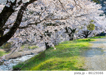 匹見町の河岸にソメイヨシノが豪華に咲いています。前景から奥まで桜並木が続きます。島根県 86129366