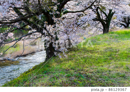 匹見町の河岸にソメイヨシノが豪華に咲いています。前景から奥まで桜並木が続きます。島根県 86129367