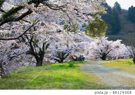 匹見町の河岸にソメイヨシノが豪華に咲いています。前景から奥まで桜並木が続きます。島根県 匹見町の河岸にソメイヨシノが豪華に咲いています。前景から奥まで桜並木が続きます。島根県 86129368