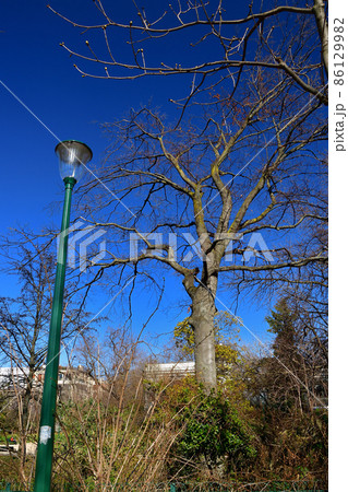 フランス・パリの公園「Jardins des Champs-Élysées」2021年2月27日撮影 86129982