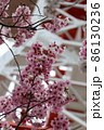 宇都宮タワーと桜 86130236