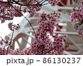 宇都宮タワーと桜 86130237