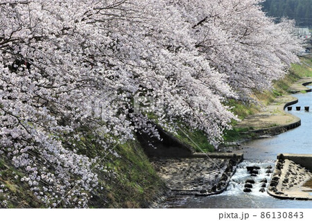 与保呂川の土手を彩る桜並木 与保呂川の土手を彩る桜並木 86130843