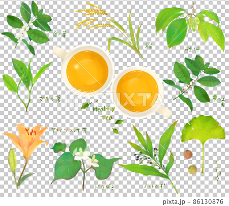 リラックスと美容のための植物の葉の健康茶とティーカップのセットイラスト素材 リラックスと美容のための植物の葉の健康茶とティーカップのセットイラスト素材 86130876