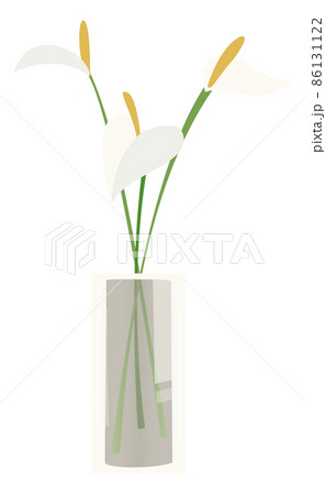 White flowers in vase. Peace lily green branches 86131122