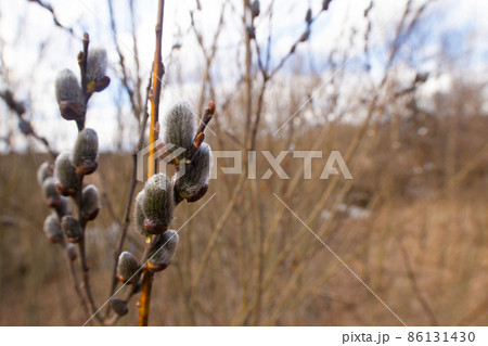 Twigs with Pussy willow buds. Shallow depth of field selective focus photo with blurred background and free copy space for text Twigs with Pussy willow buds. Shallow depth of field selective focus photo with blurred background and free copy space for text 86131430