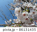 五浦岬公園の桜 86131435