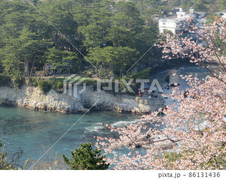 五浦岬公園と桜 86131436