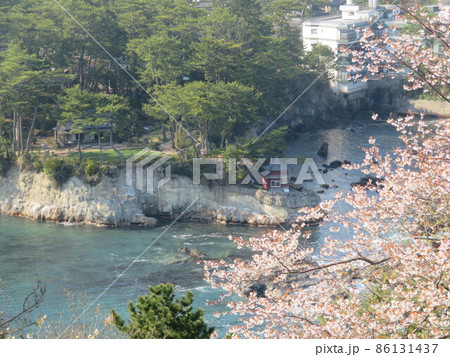 五浦岬公園と桜 86131437
