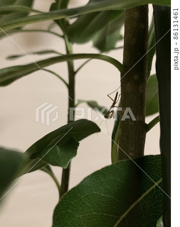 真冬に生まれたカマキリ 真冬に生まれたカマキリ 86131461