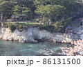 五浦岬公園と桜 86131500