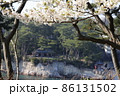 五浦岬公園と桜 86131502