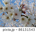 磯原 大北川沿いの桜 86131543