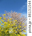磯原 大北川沿いの桜と菜の花 86131544