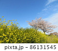 磯原 大北川沿いの桜と菜の花 86131545