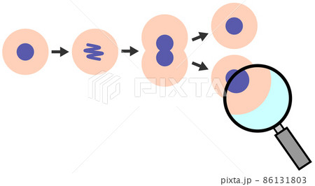 細胞が分裂して増殖するイラスト 細胞が分裂して増殖するイラスト 86131803
