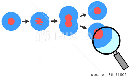 細胞が分裂して増殖するイラスト 86131805