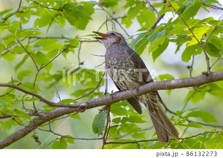 賑やかで目立つために日本では身近でも海外では珍鳥 ヒヨドリ 86132273