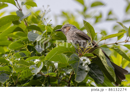 賑やかで目立つために日本では身近でも海外では珍鳥 ヒヨドリ 賑やかで目立つために日本では身近でも海外では珍鳥 ヒヨドリ 86132274