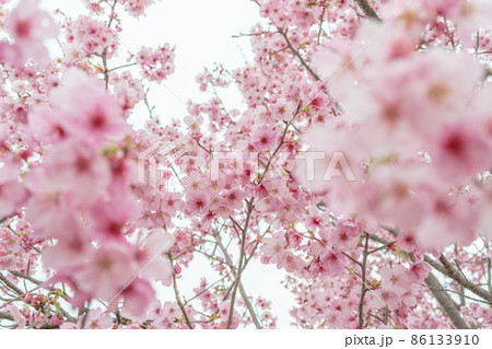 満開の安行桜 86133910