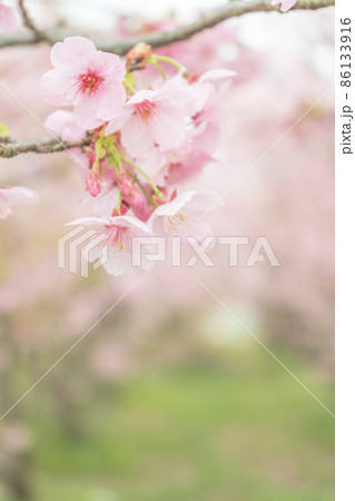満開の安行桜 満開の安行桜 86133916