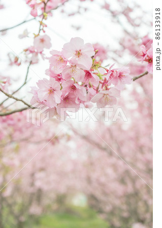 満開の安行桜 満開の安行桜 86133918