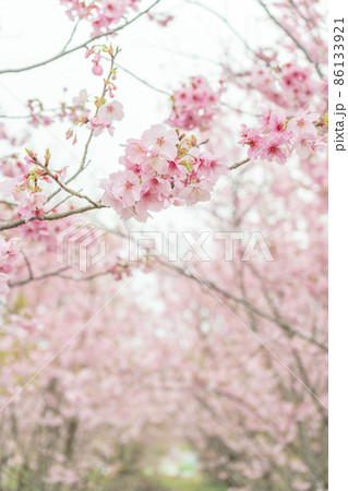 満開の安行桜 86133921
