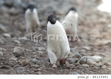 Adelie Penguin, Antartica Adelie Penguin, Antartica 86133991