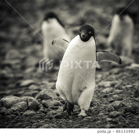 Adelie Penguin, Antartica 86133992