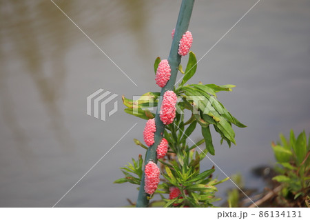 ジャンボタニシの卵 86134131