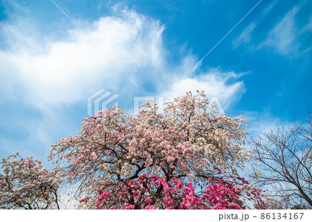 《広島市》縮景園の源平枝垂れ桃（花桃） 86134167