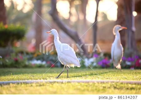 White cattle egret wild bird, also known as Bubulcus ibis walking on green lawn in summer 86134207