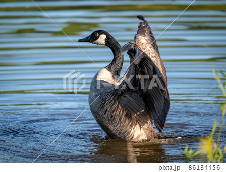 Canada Goose Flapping its Wings 86134456