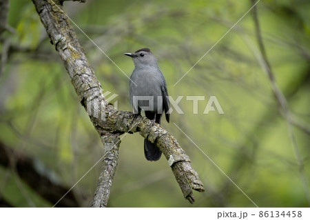 Catbird Sitting on Branch Catbird Sitting on Branch 86134458