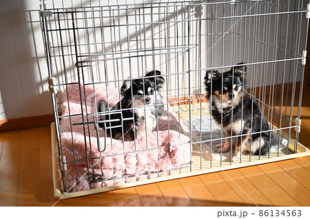 ペット用サークルに入る犬　チワワ　多頭飼い　 86134563